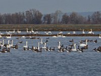 Swans - G White Front Geese